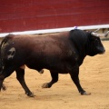 Feria de la Magdalena 2014