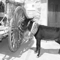 Castellón, Vilafamés 1900