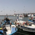 Pinzells al port