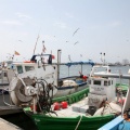 Pinzells al port