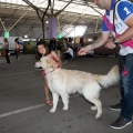 Exposición canina