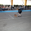 Exposición canina