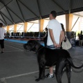 Exposición canina