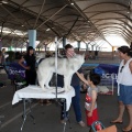 Exposición canina