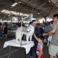 Exposición canina