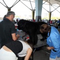Exposición canina