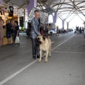 Exposición canina