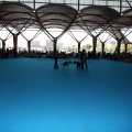 Exposición canina