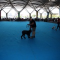 Exposición canina