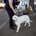 Exposición canina