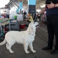 Exposición canina