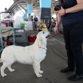 Exposición canina
