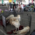 Exposición canina