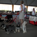 Exposición canina
