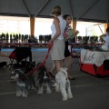 Exposición canina
