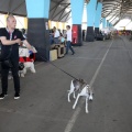 Exposición canina