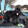 Exposición canina