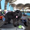 Exposición canina