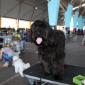 Exposición canina