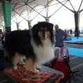 Exposición canina