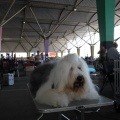 Exposición canina