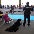 Exposición canina