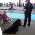Exposición canina