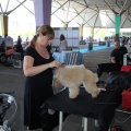 Exposición canina