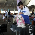 Exposición canina