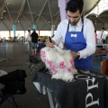 Exposición canina