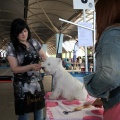 Exposición canina