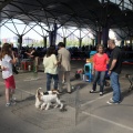 Exposición canina