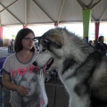 Exposición canina