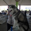 Exposición canina