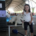 Exposición canina