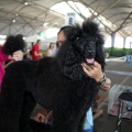 Exposición canina