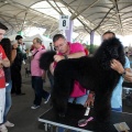 Exposición canina