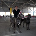 Exposición canina