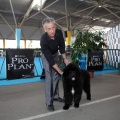 Exposición canina