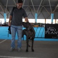 Exposición canina