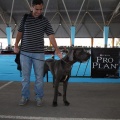 Exposición canina