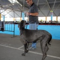Exposición canina