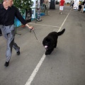 Exposición canina