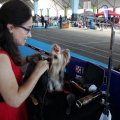 Exposición canina