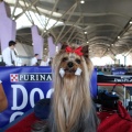 Exposición canina