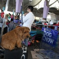 Exposición canina