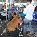 Exposición canina