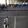 Exposición canina