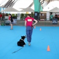 Exposición canina