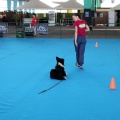 Exposición canina